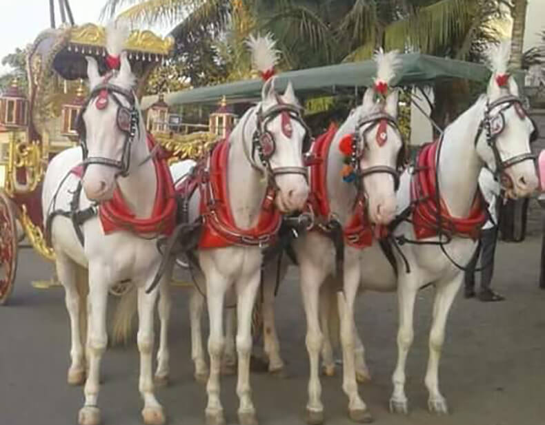 4 Horse Baggi Wedding